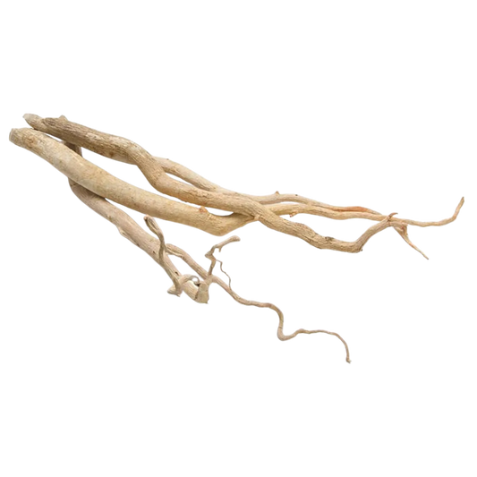 Tongkat Ali-Eurycoma longifolia